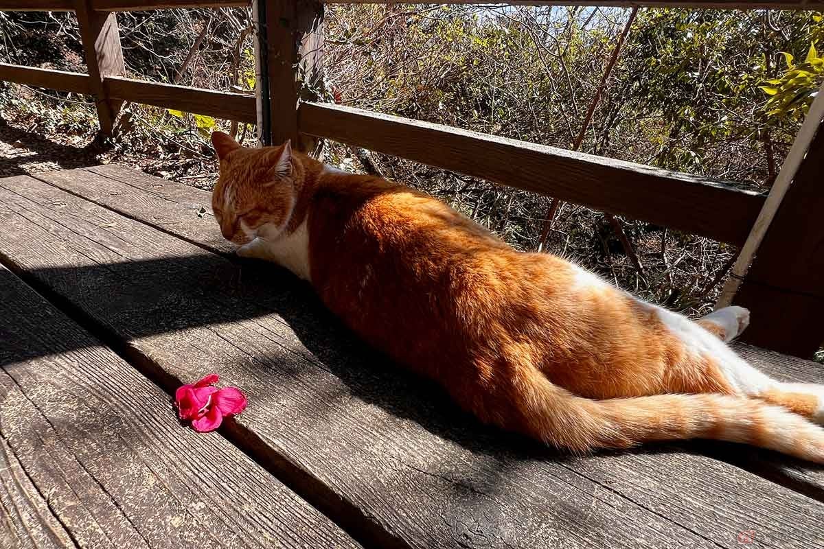 頂上付近はたくさんの猫たちがくつろいでいた